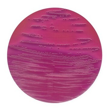 VRB (Violet Red Bile Lactose)-MUG agar FluoroCult&#174;, FDA-BAM, suitable for microbiology, for Escherichia coli, for coliforms