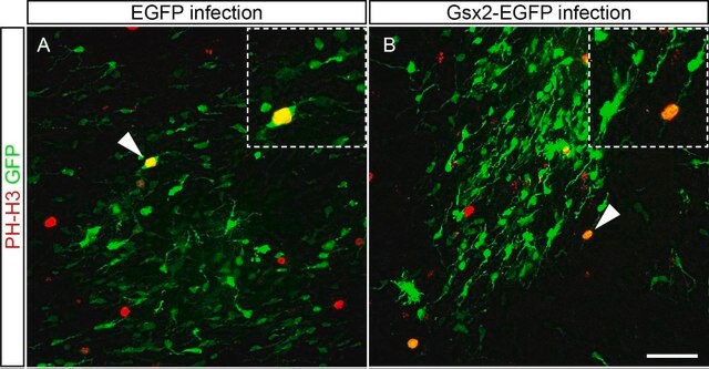 Anticorps anti-phospho-histone H3 (Ser10), marqueur mitotique Upstate&#174;, from rabbit