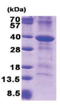 CD46 human recombinant, expressed in E. coli, &#8805;85% (SDS-PAGE)