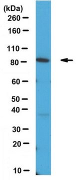 Anti-APPL1-Antikörper from rabbit, purified by affinity chromatography