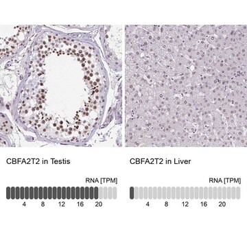 抗CBFA2T2抗体 ウサギ宿主抗体 Prestige Antibodies&#174; Powered by Atlas Antibodies, affinity isolated antibody, buffered aqueous glycerol solution