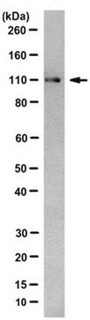 Anti-ERAP1 Antibody, clone 16A7.1 clone 16A7.1, from mouse