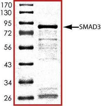 SMAD3、GSTタグ融合 ヒト recombinant, expressed in E. coli, &#8805;70% (SDS-PAGE), buffered aqueous glycerol solution