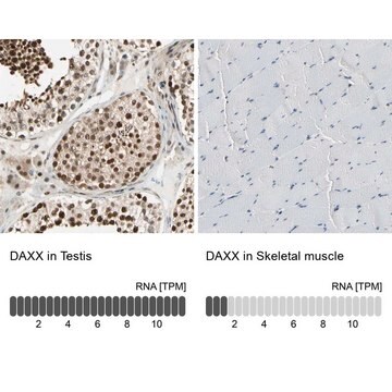 抗DAXX ウサギ宿主抗体 Prestige Antibodies&#174; Powered by Atlas Antibodies, affinity isolated antibody, buffered aqueous glycerol solution