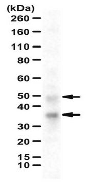 Anti-FcRn/FCGRT-Antikörper from rabbit, purified by affinity chromatography