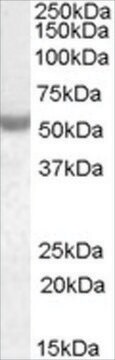 抗NOVA1抗体 ヤギ宿主抗体 affinity isolated antibody, buffered aqueous solution