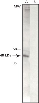 Anti-&#947;-Tubulin (LL-17) antibody produced in rabbit affinity isolated antibody, buffered aqueous solution