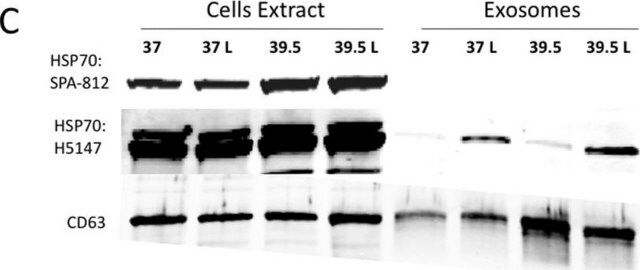 Monoclonal Anti-Heat Shock Protein 70 antibody produced in mouse clone BRM-22, ascites fluid