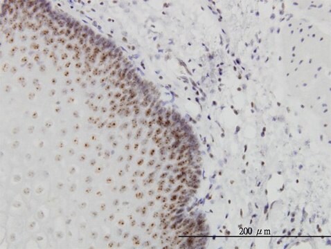 Monoclonal Anti-PER2 antibody produced in mouse clone 5C10, purified immunoglobulin, buffered aqueous solution