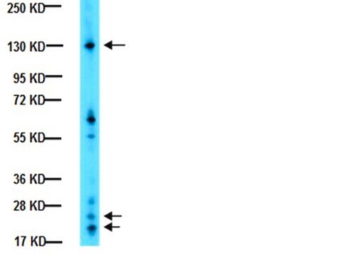 Anti-Integrin-AlphaV-Antikörper, CT, intrazellulär serum, Chemicon&#174;