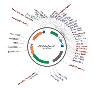 PSF-CMV-PURO-NH2-ALB - HUMAN ALBUMIN SECRETION PLASMID plasmid vector for molecular cloning