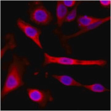 Anti-alpha-Tubulin-Antikörper, Klon&nbsp;RM113 clone RM113, from rabbit