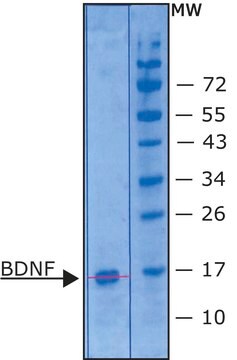 BDNF ヒト Carrier free, recombinant, expressed in E. coli, &#8805;95% (SDS-PAGE), suitable for cell culture