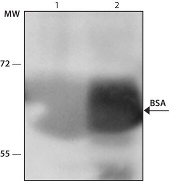 Anti-Rinderalbumin in Kaninchen hergestellte Antikörper whole antiserum