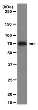 Anti-MeCP2 Antibody, clone 4H7 clone 4H7, from rat