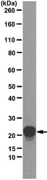 Anti-Interleukin-6 (IL-6) Antibody, clone 1G3 clone AB42_51.38C8.1G3, from mouse