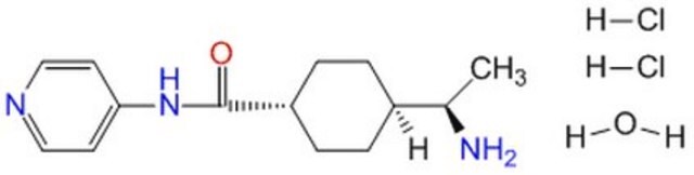 InSolution Y-27632 in DMSO&nbsp;– Calbiochem InSolution, &#8805;95%, 10 mM, reversible and selective inhibitor of Rho-associated protein kinases