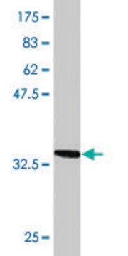 Monoclonal Anti-TOM1, (C-terminal) antibody produced in mouse clone 1C5, purified immunoglobulin, buffered aqueous solution