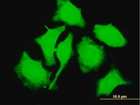 Monoclonal Anti-TCL1A antibody produced in mouse clone 1C4, purified immunoglobulin, buffered aqueous solution