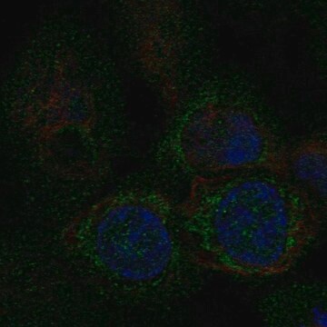 Anti-MTFP1 antibody produced in rabbit Prestige Antibodies&#174; Powered by Atlas Antibodies, affinity isolated antibody