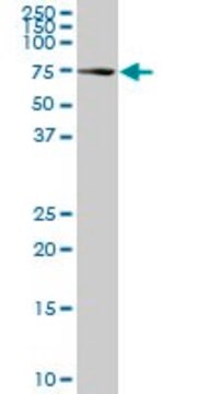 Monoclonal Anti-HSPA1L, (C-terminal) antibody produced in mouse clone 1B5, purified immunoglobulin, buffered aqueous solution