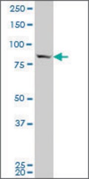 ANTI-SP1 antibody produced in mouse clone 3H7, purified immunoglobulin, buffered aqueous solution