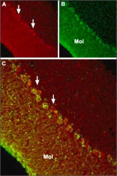 Anti-TRPC6 antibody produced in rabbit affinity isolated antibody, lyophilized powder