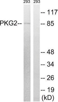 Anti-PKG2 antibody produced in rabbit affinity isolated antibody