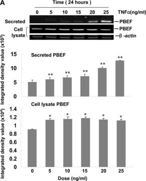 Anticorpo anti-&#946;-actina monoclonale murino clone AC-15, purified from hybridoma cell culture