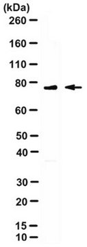 Anti-Calpain I/II, large subunit Antibody, clone 1D10A7 ascites fluid, clone 1D10A7, from mouse