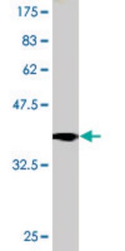 Monoclonal Anti-TRPA1 antibody produced in mouse clone 6G8, purified immunoglobulin, buffered aqueous solution