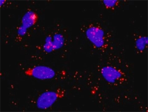 Anti-MYBL2 antibody produced in rabbit purified immunoglobulin, buffered aqueous solution