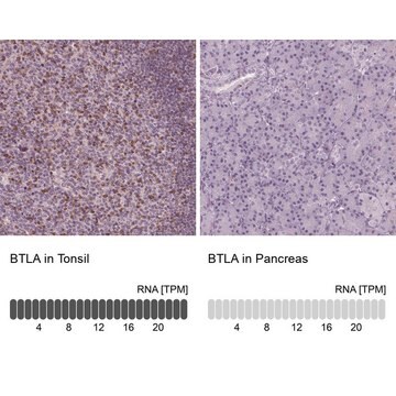 抗BTLA抗体 ウサギ宿主抗体 Prestige Antibodies&#174; Powered by Atlas Antibodies, affinity isolated antibody, buffered aqueous glycerol solution