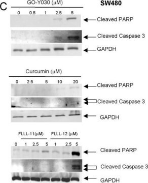 Anticorpo anti-gliceraldeído-3-fosfato desidrogenase, clone 6C5 clone 6C5, Chemicon&#174;, from mouse