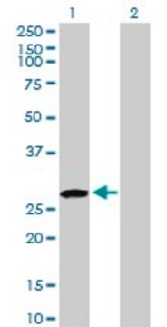 Anti-USF1 antibody produced in rabbit purified immunoglobulin, buffered aqueous solution