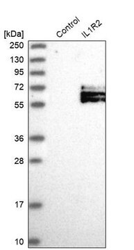 Anti-IL1R2 antibody produced in rabbit Prestige Antibodies&#174; Powered by Atlas Antibodies, affinity isolated antibody, buffered aqueous glycerol solution, ab2