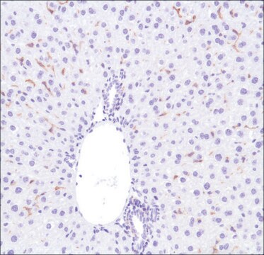 抗- F4/80抗体，兔单克隆抗体 clone SP115, recombinant, expressed in proprietary host, affinity isolated antibody