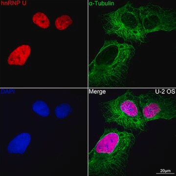 Anti-hnRNP U Antibody, clone 3R3F1, Rabbit Monoclonal