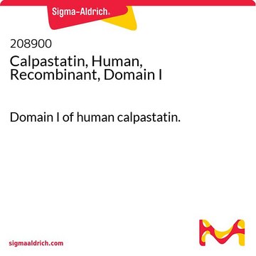 Calpastatin, human, rekombinant, Domäne&nbsp;I Domain I of human calpastatin.