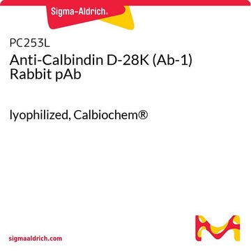 Anti-Calbindin D-28K (Ab-1) Rabbit pAb lyophilized, Calbiochem&#174;