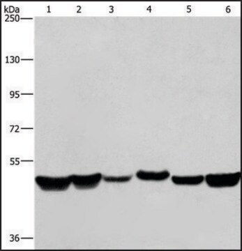 Anti-HNRNPH1 antibody produced in rabbit affinity isolated antibody