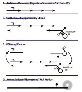 TRAPeze&#8482;&nbsp;RT-Telomerase-Detektionskit A highly sensitive in vitro assay for the fluorometric detection &amp; real time quantification of telomerase activity in cells.