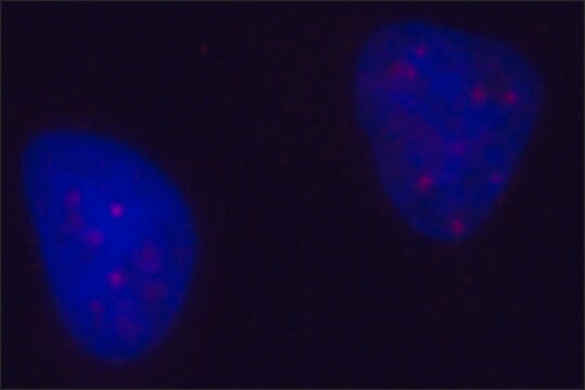 モノクローナル抗PML抗体 マウス宿主抗体 clone PML-97, purified from hybridoma cell culture