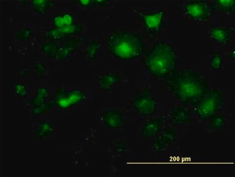 Monoclonal Anti-LFNG antibody produced in mouse clone 2D10-3C11, purified immunoglobulin, buffered aqueous solution