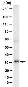 Przeciwciało anty-histonowe H1o/H5, klon 3H9 ascites fluid, clone 3H9, from mouse