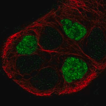 Anti-GPR161 antibody produced in rabbit Prestige Antibodies&#174; Powered by Atlas Antibodies, affinity isolated antibody