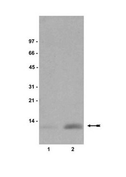 Przeciwciało przeciw dimetylo-histonowi H4 (Lys20), klon 6G7/H4 clone 6G7/H4, Upstate&#174;, from mouse