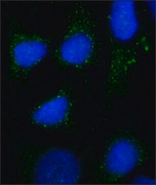 抗-Rab7 抗体，小鼠单克隆 小鼠抗 ~2&#160;mg/mL, clone Rab7-117, purified from hybridoma cell culture