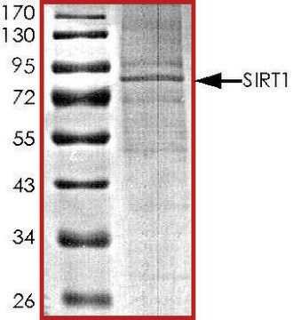 SIRT1, active, His tagged human recombinant, expressed in baculovirus infected Sf9 cells, &#8805;70% (SDS-PAGE), buffered aqueous glycerol solution