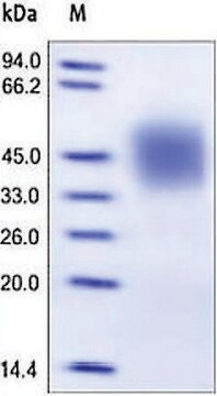 FCGR3A/CD16a human recombinant, expressed in HEK 293 cells, &#8805;98% (SDS-PAGE)